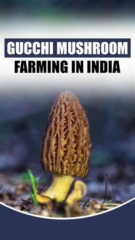 costliest mushroom in india.